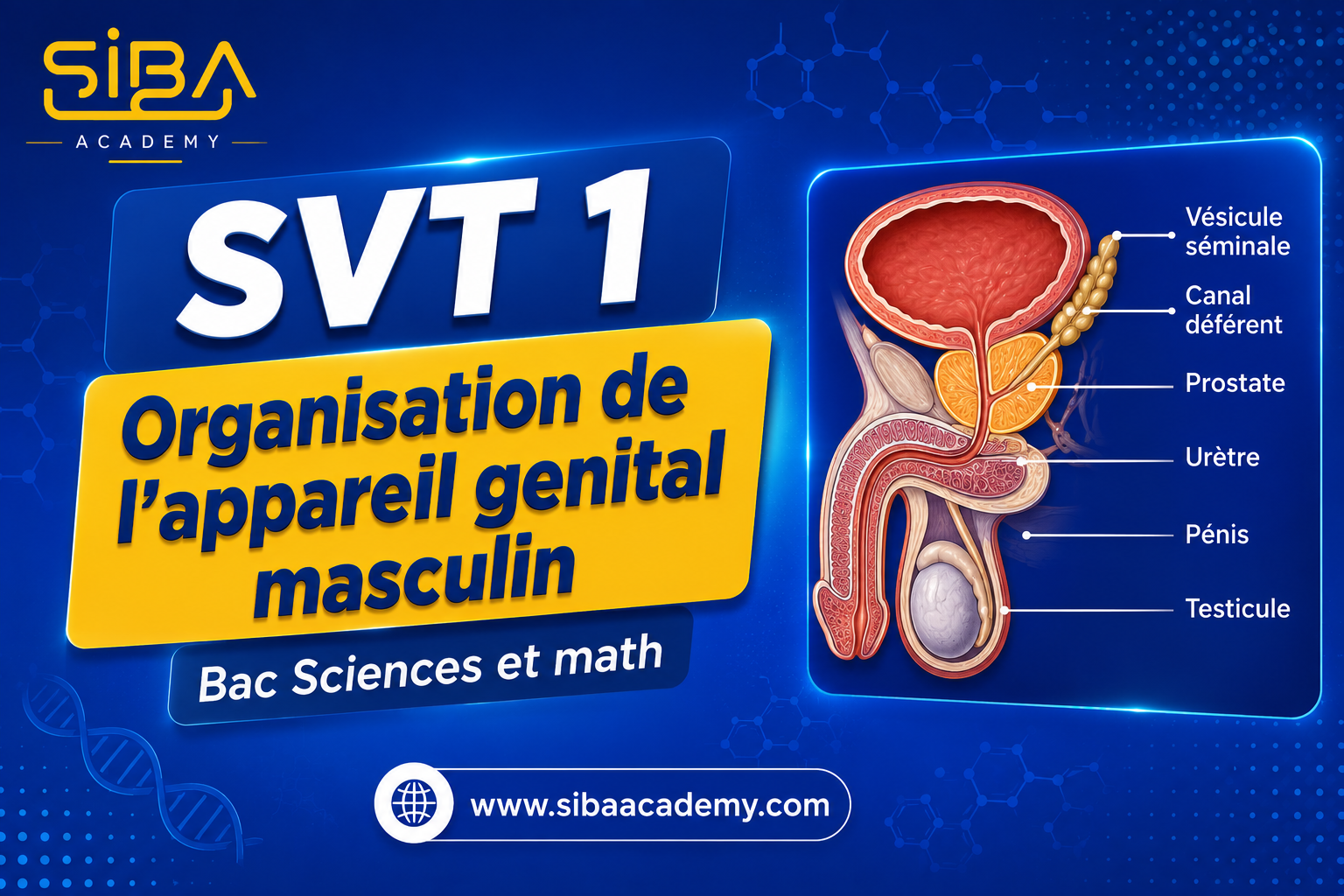 Organisation de l'appareil genital masculin